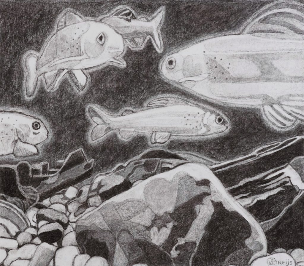 Veronique Breijs - Kunstschilder - Aquarium, 40 x 35 cm, houtskool op papier